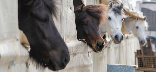 Paardenhoofden gluren naar buiten uit de staltent