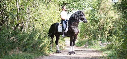 Jezdec Filipe sedí na fríském koni v přírodě 